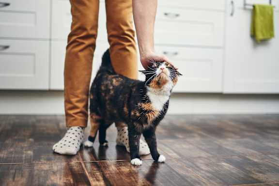 A person is petting a calico cat on a wooden floor at Cedar Crest Apartments, Farmington, AR, 72730