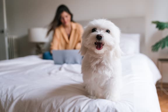 a small white dog sitting on a bed with a woman on a laptop