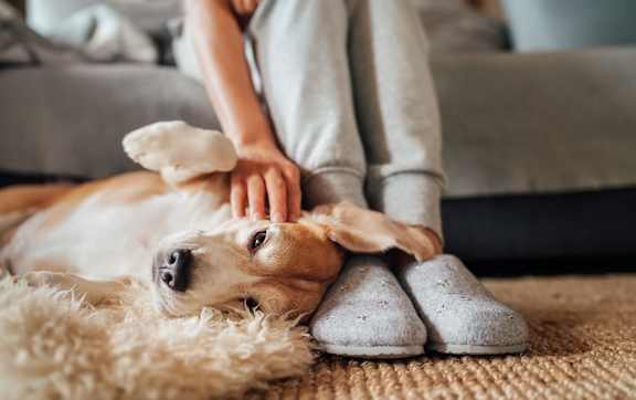 Person relaxing with golden retriever on rug at Northwood Heights Apartments, Dallas, TX