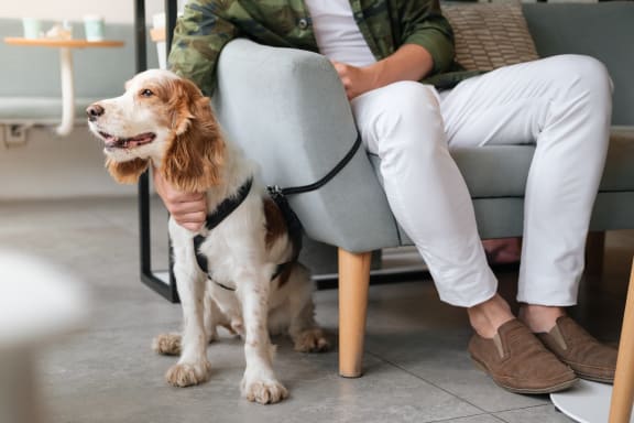 a dog is sitting next to a person in a chair