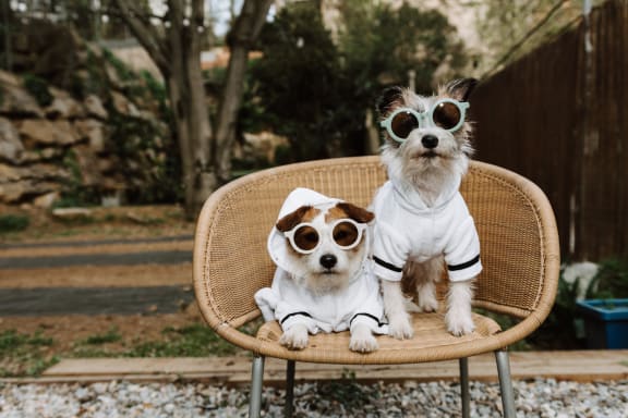 two dogs wearing sunglasses sitting on a chair