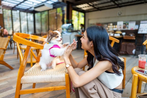 a woman is petting a small dog sitting on a chair