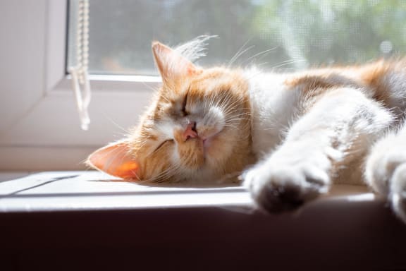 an orange and white cat sleeping on a window sillat The Sidney, Sherman, 75090
