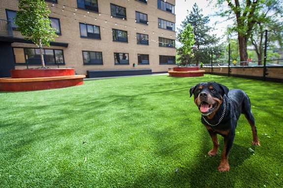 A black and brown dog standing on a green lawn.