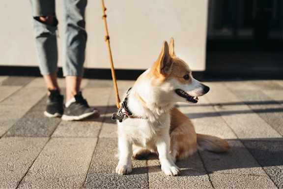 A small dog sits on a paved surface with a stick in its mouth.
