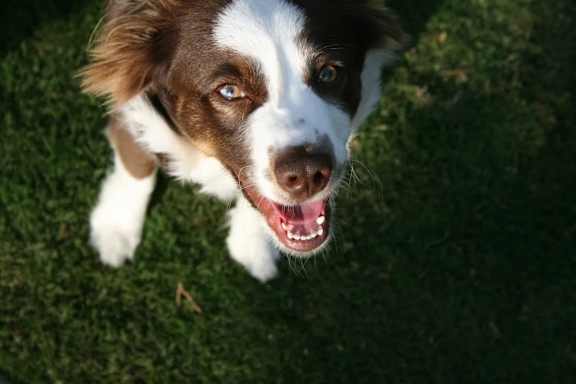 A dog looking up at the camera at The Redwell Apartments, Minneapolis, MN