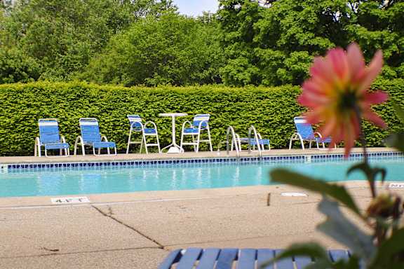 A pool with blue chairs and a flower in the foreground.