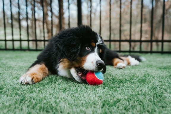 a dog laying on the grass playing with a ball