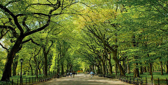 A tree-lined path in a park at Carnegie Mews, New York, NY