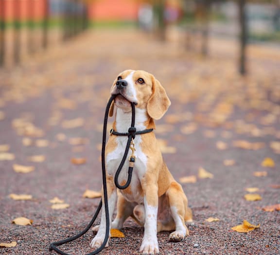 A beagle dog with a leash in its mouth sits on a ground.