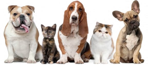 High Country Apartments Pet-Friendly Tuscaloosa, AL