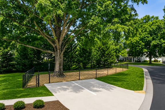 A tree in a park with a fence around it.