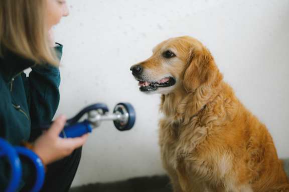 A woman is playing with a golden retriever using a blue toy.