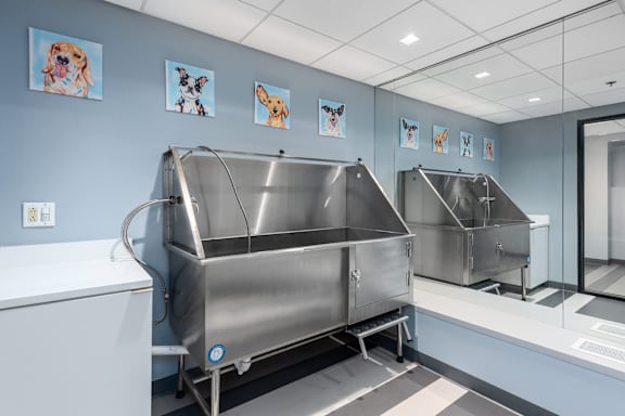 A clean, modern kitchen with stainless steel appliances and pictures of dogs on the wall at Clayton on the Park Apartments, Missouri, 63105