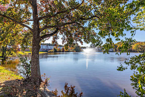 A tree stands in front of a lake with a building in the background.