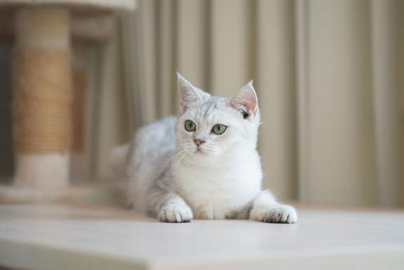A white cat with green eyes is sitting on a table.