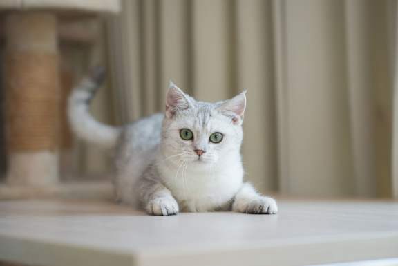 A white cat with green eyes is sitting on a table.