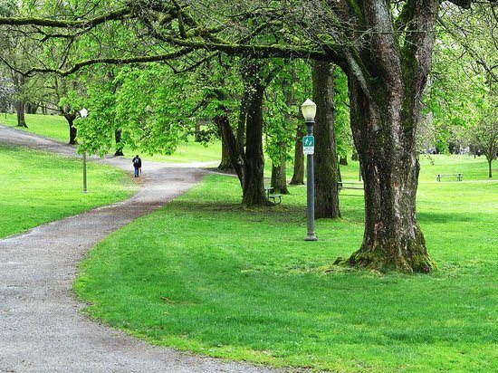 A person walks down a tree-lined path in a park.