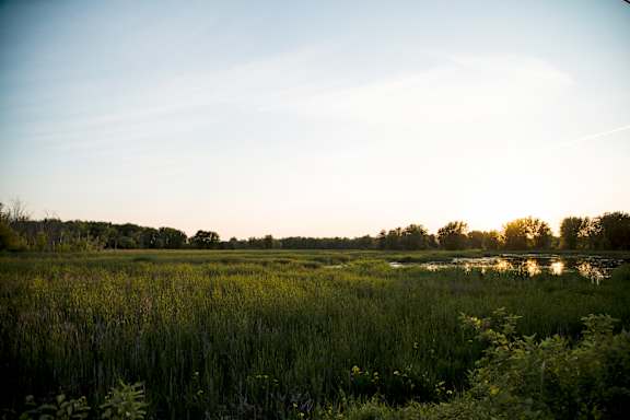 A field of green grass with trees in the distance and a cloudy sky.