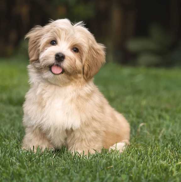 A small, light brown dog with a fluffy coat is sitting on the grass.