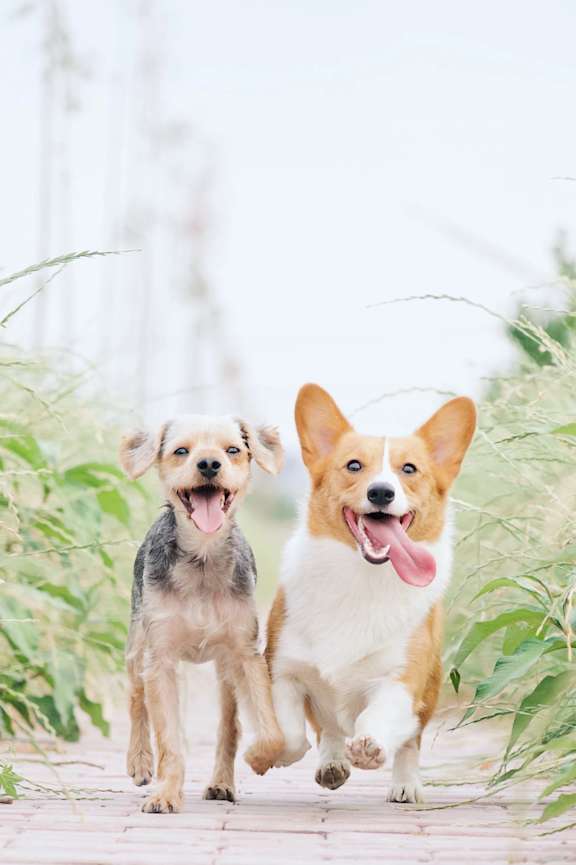 Two dogs running on a path surrounded by greenery.