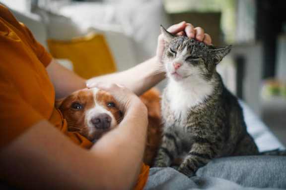 A person is petting a cat while sitting next to a dog.