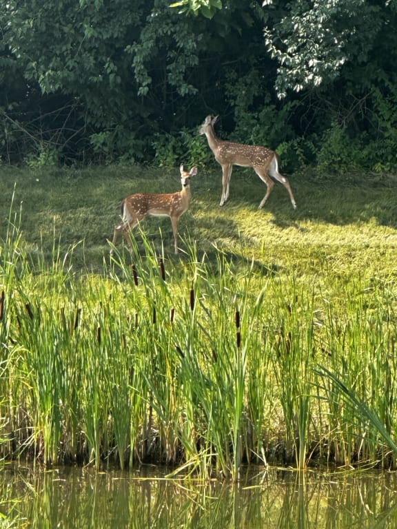 Deers at The Landing Apartments, Avon, Indiana, 46234