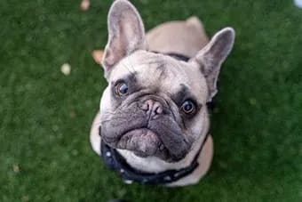 Dog with a black collar at Citizen on Jasper, Edmonton, AB, T5K 0M5