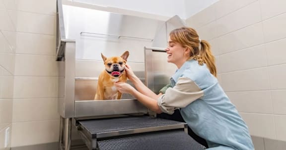 Dog Spa at Southpark on Whyte, Alberta