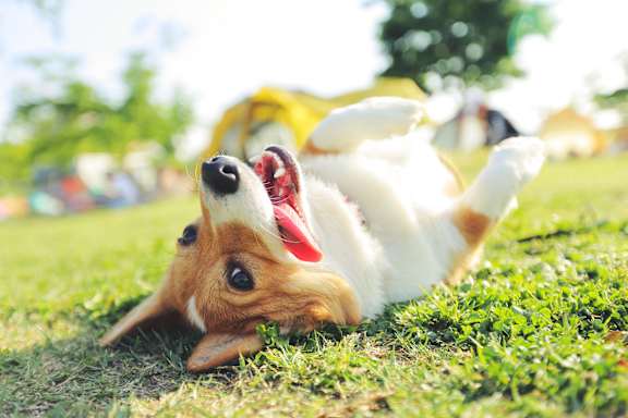 Corgi dog is lying on its back on the grass at Renaissance Square, Concord