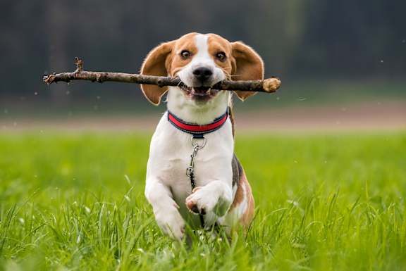 A dog is running with a stick in its mouth.