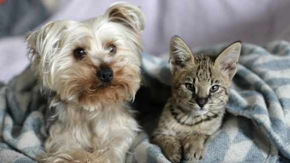 A small dog and a small cat are sitting on a blanket.