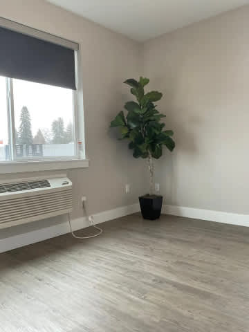 A room with a plant in a black pot.