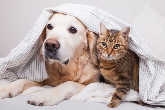 a cat and a dog under a blanket