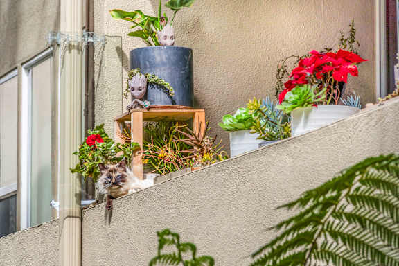 A variety of plants are displayed on a balcony.