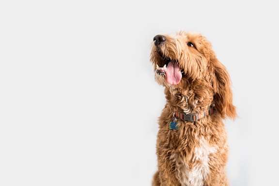 A brown dog with a blue collar is looking upwards.