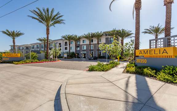 A sunny day at the Amelia 20350 apartment complex with palm trees lining the driveway.