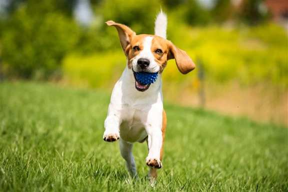 A dog is running on the grass with a blue ball in its mouth.