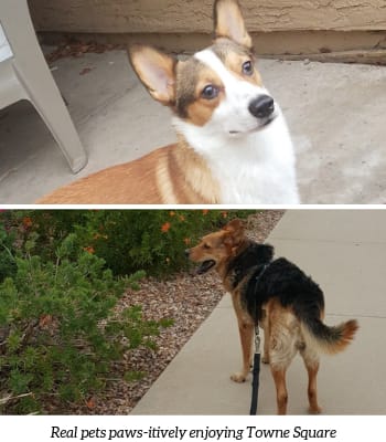 two pictures of a dog on a leash and a dog standing on a sidewalk