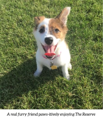 Pets Enjoying Phoenix Apartment Community