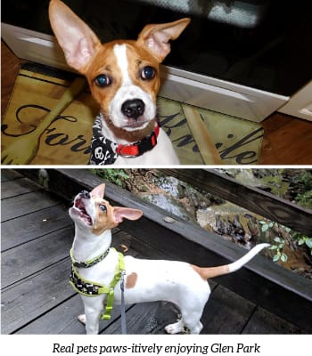 Pets Enjoying Apartment Community in Smyrna, GA