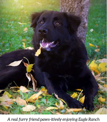 a black dog laying in the grass under a tree