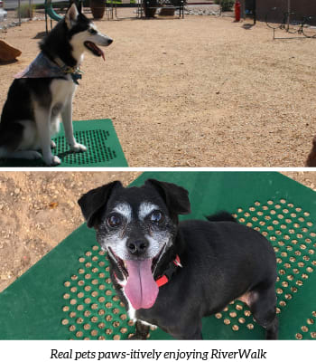 two pictures of a dog sitting on a green rug