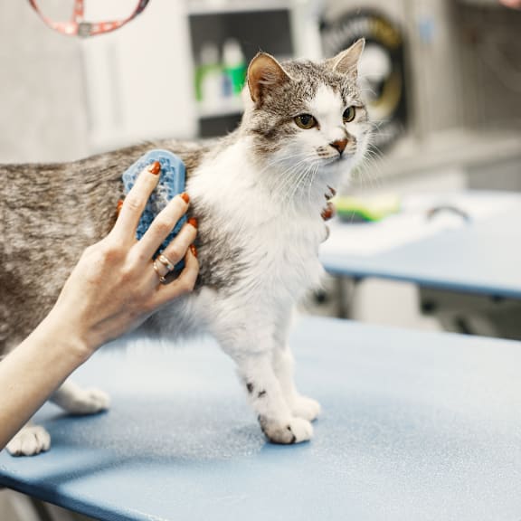A cat being groomed by a person. at South Falls Tower Apartments, Richmond, VA, 23224
