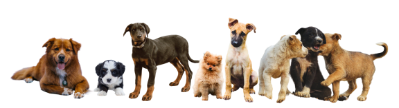 Group of Cats and Dogs at Clarion Crossing Apartments, PRG Real Estate Management, Raleigh, NC, 27606