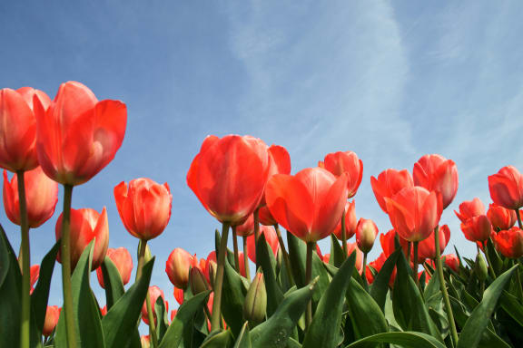 Floor Plan  a field of red tulips with a blue sky background