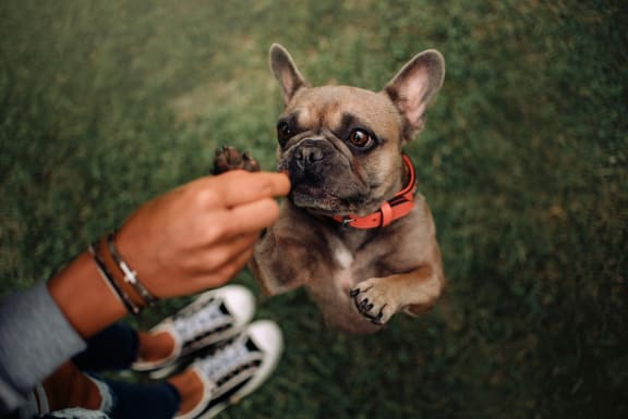French bull dog on hind legs reaching for a treat from it's owners hand.at Fountains of Fair Oaks, Fair Oaks California