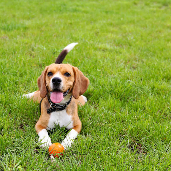 A beagle dog with a black collar is lying on the grass with a ball in its mouth.