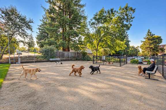 A man is sitting on a bench with several dogs playing around him.