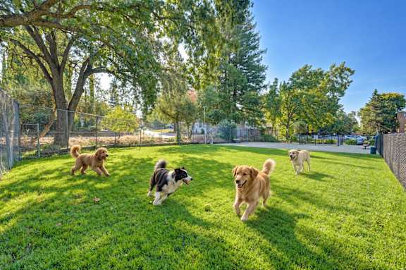 Four dogs running in a grassy field.